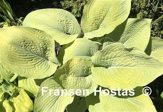 Hosta Golden Sunburst